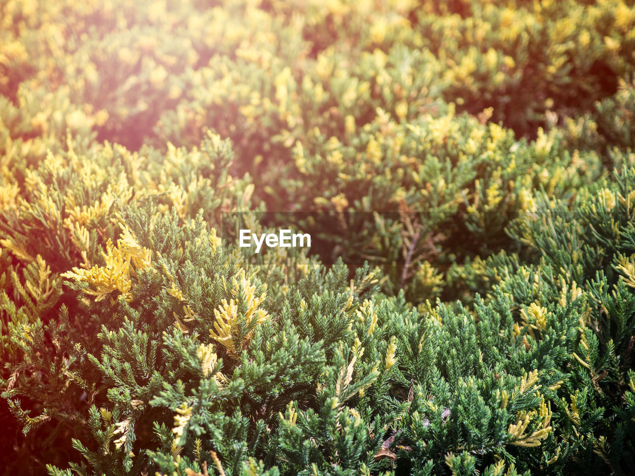 CLOSE-UP OF FLOWERING PLANT ON FIELD