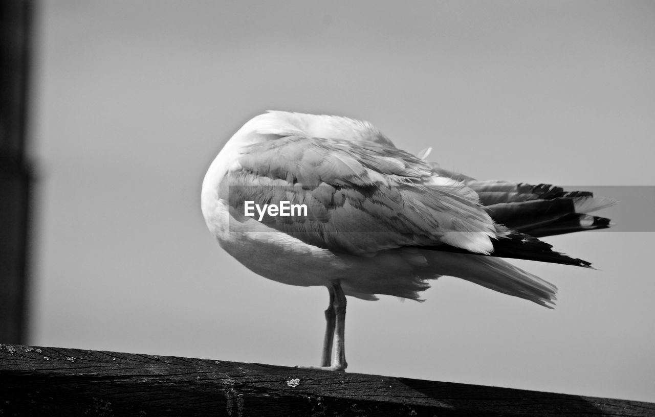 Low angle view of seagull perching outdoors against sky