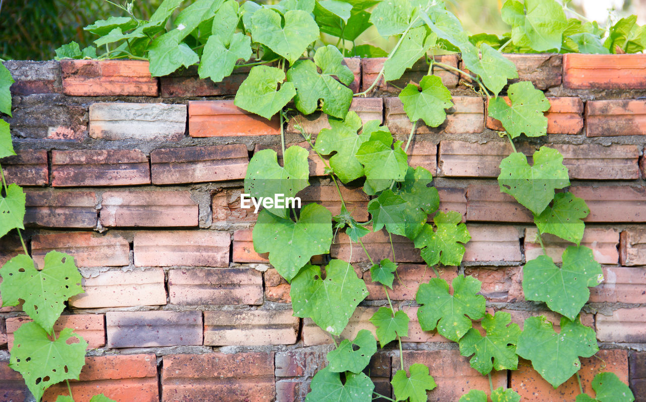 green, leaf, plant part, wood, day, ivy, no people, plant, brick, wall, growth, nature, brick wall, architecture, wall - building feature, built structure, outdoors, tree, soil, weathered, close-up, creeper plant, full frame, old