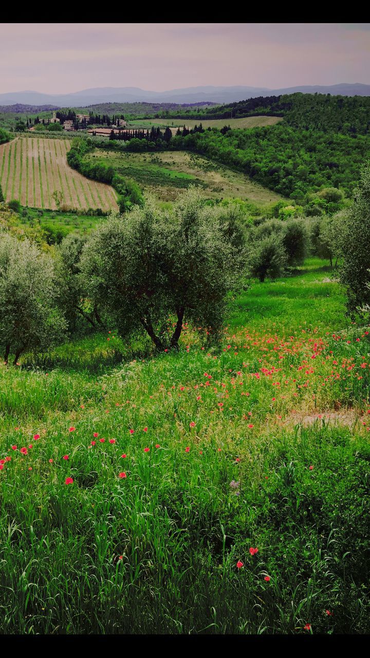 VIEW OF RURAL LANDSCAPE