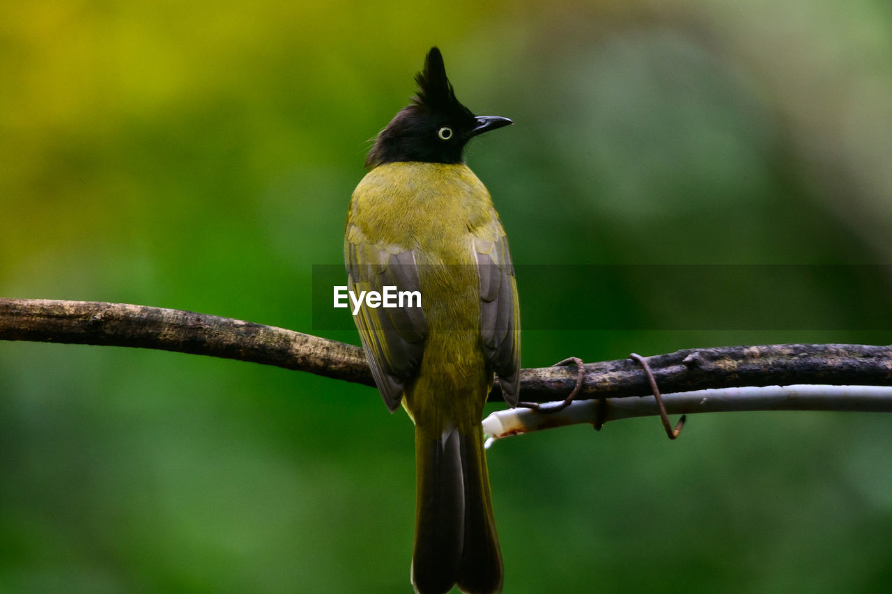 animal themes, bird, animal, animal wildlife, nature, wildlife, one animal, beak, perching, branch, tree, green, close-up, plant, no people, full length, beauty in nature, focus on foreground, outdoors, rainforest, yellow, forest, environment, tropical bird, day, land, songbird, multi colored