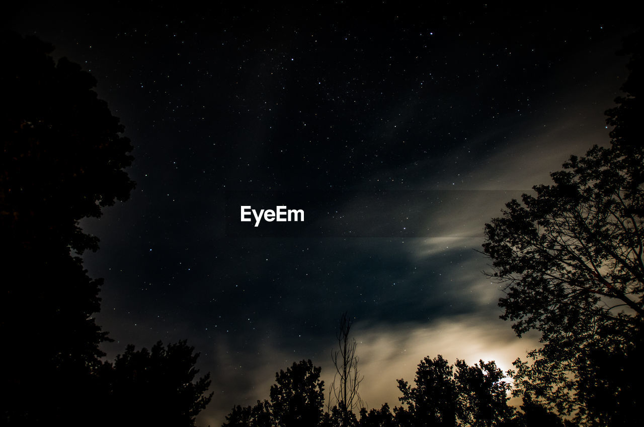 LOW ANGLE VIEW OF SILHOUETTE TREES AGAINST STAR FIELD