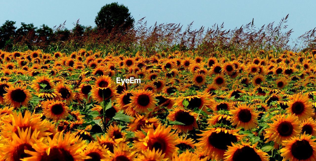 SCENIC VIEW OF SUNFLOWER FIELD