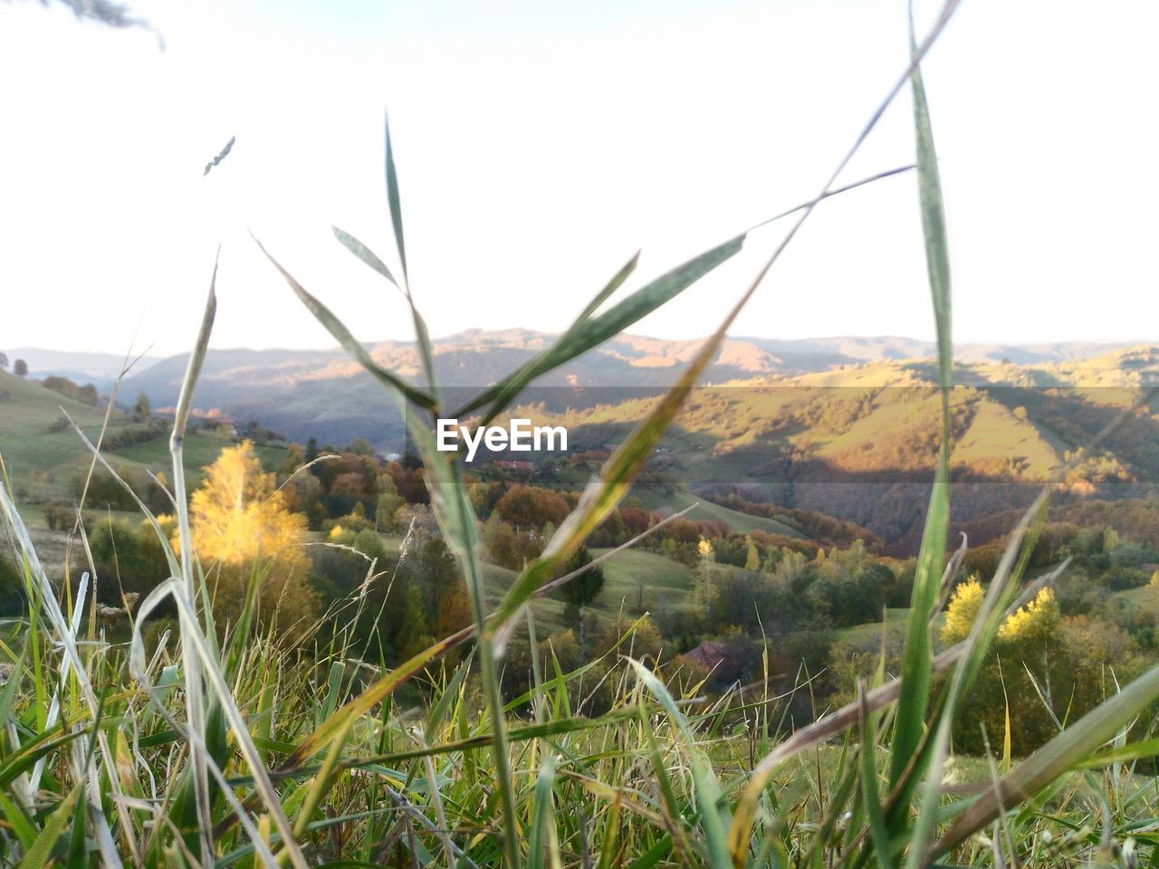 CLOSE-UP OF GRASS GROWING IN FIELD AGAINST MOUNTAIN