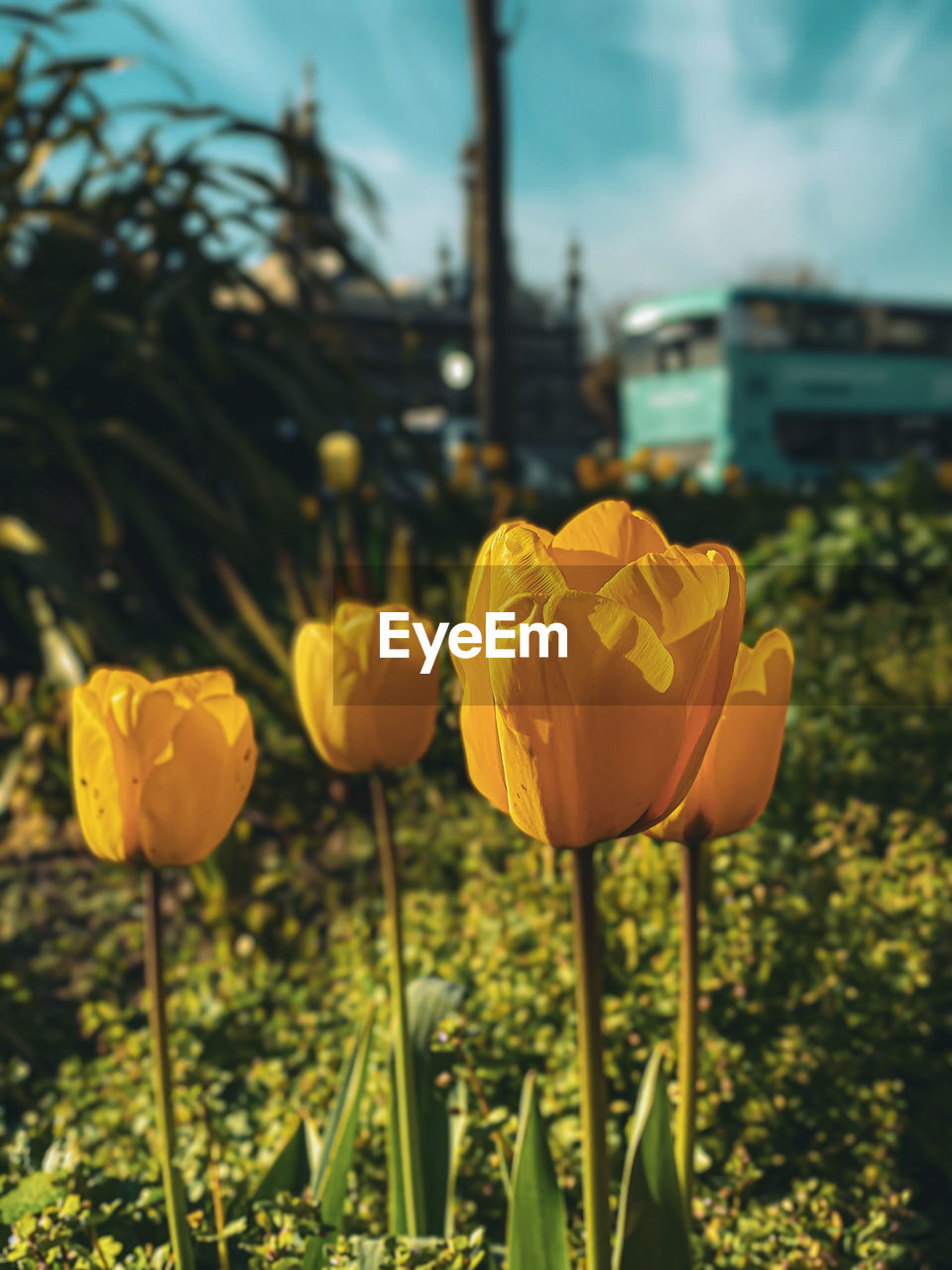 Yellow tulips in the park