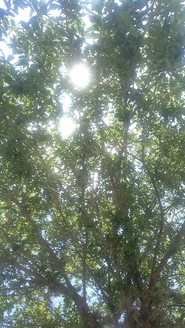 LOW ANGLE VIEW OF TREES IN FOREST