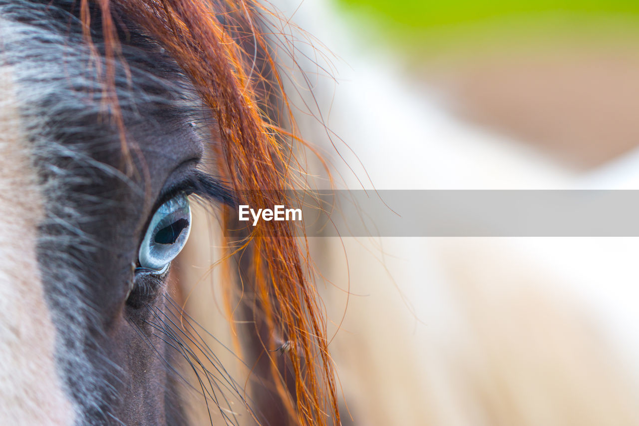 Close-up of blue eyed horse