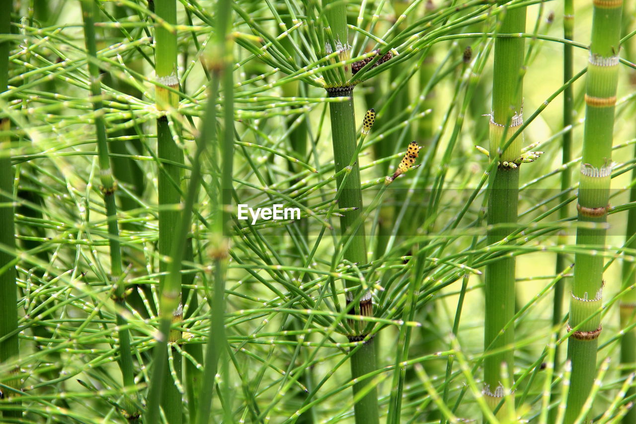 Full frame shot of bamboo plants