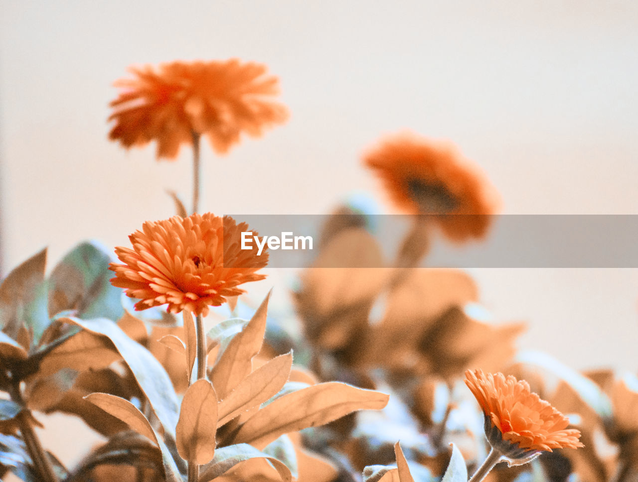 Close-up of orange flowering plant against sky