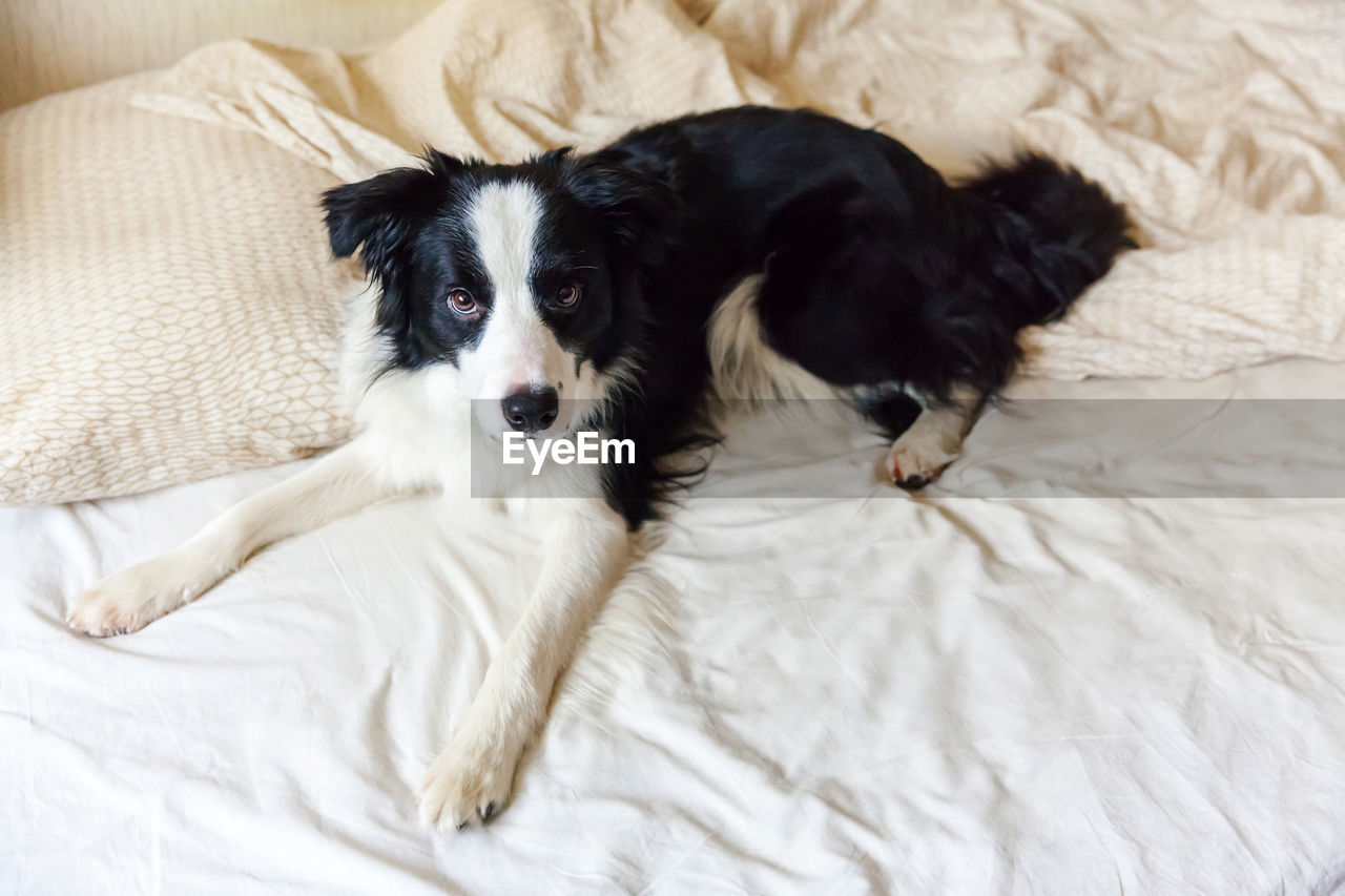 HIGH ANGLE VIEW PORTRAIT OF DOG RESTING