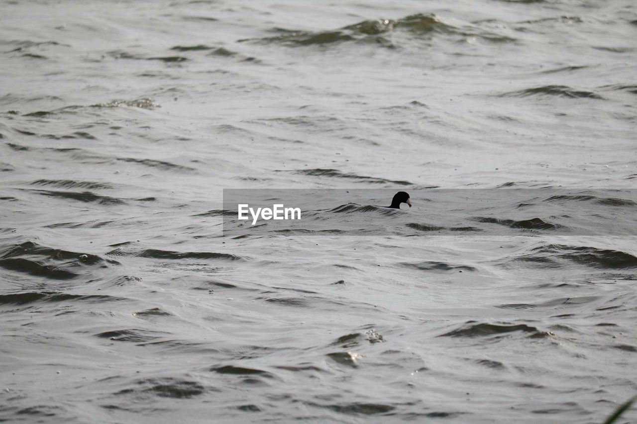 DUCK SWIMMING ON SEA