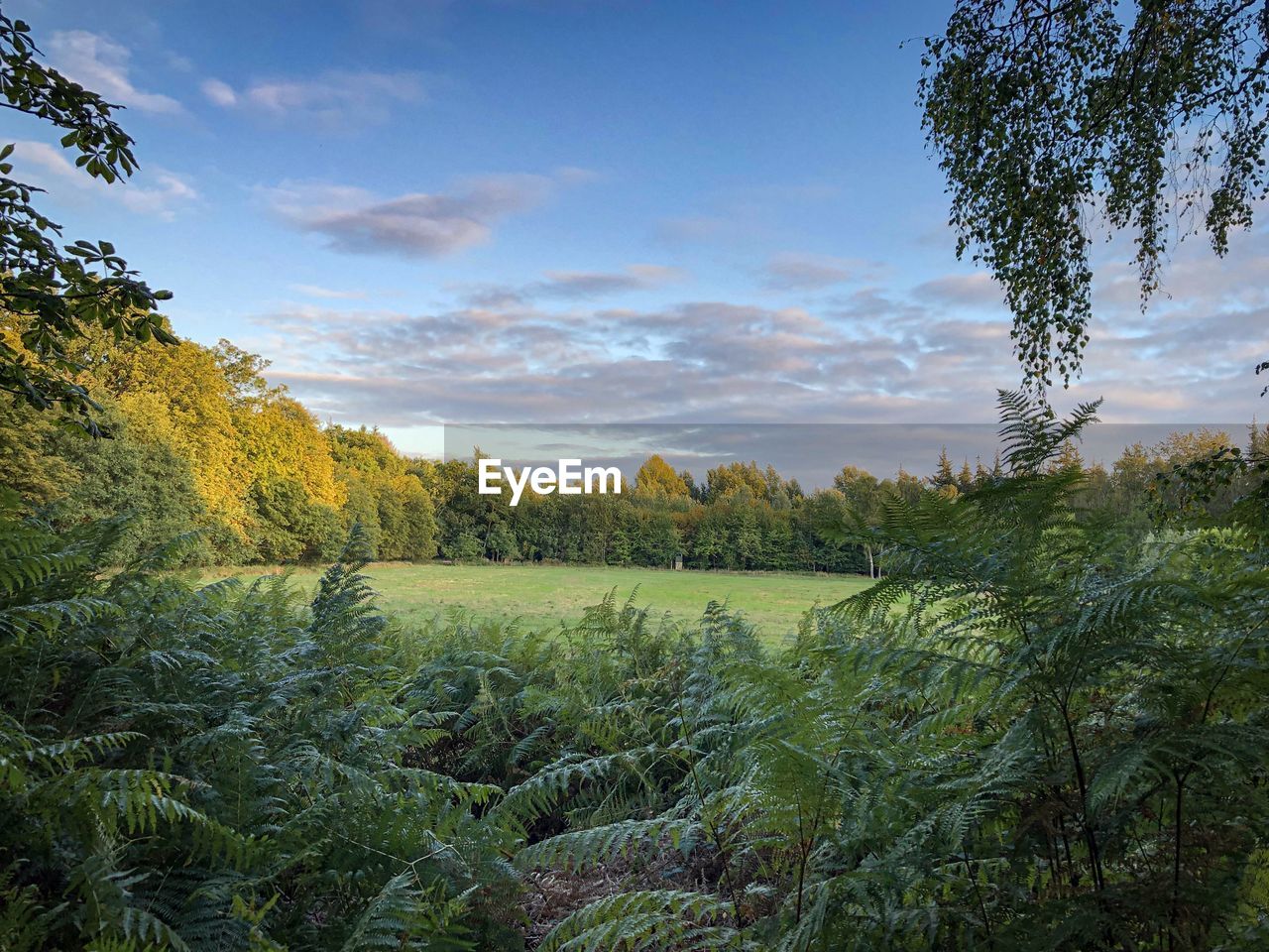 Scenic view of trees on field against sky
