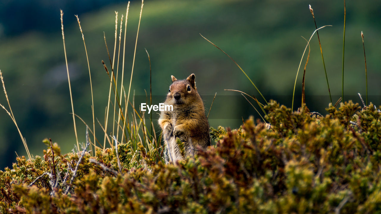 Marmot on grass