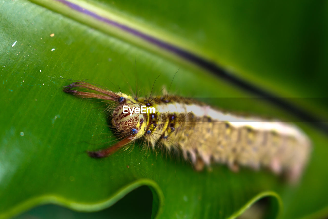 Close-up of caterpillar on leaf