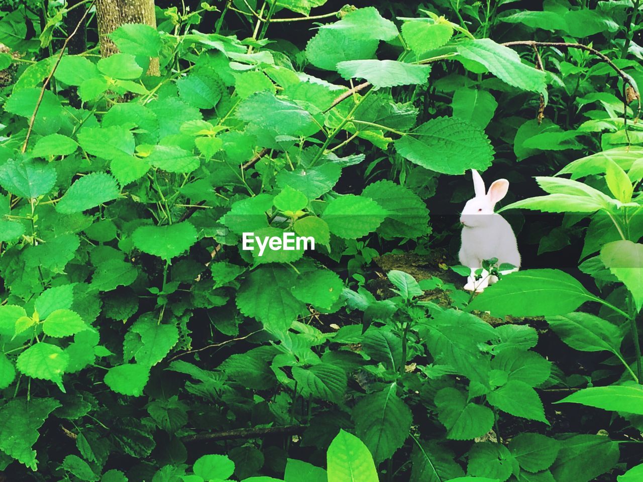 Rabbit in forest