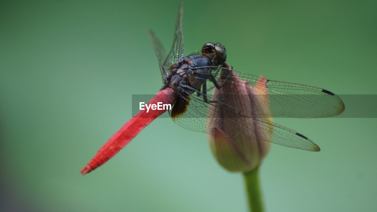 Close-up of dragonfly on plant