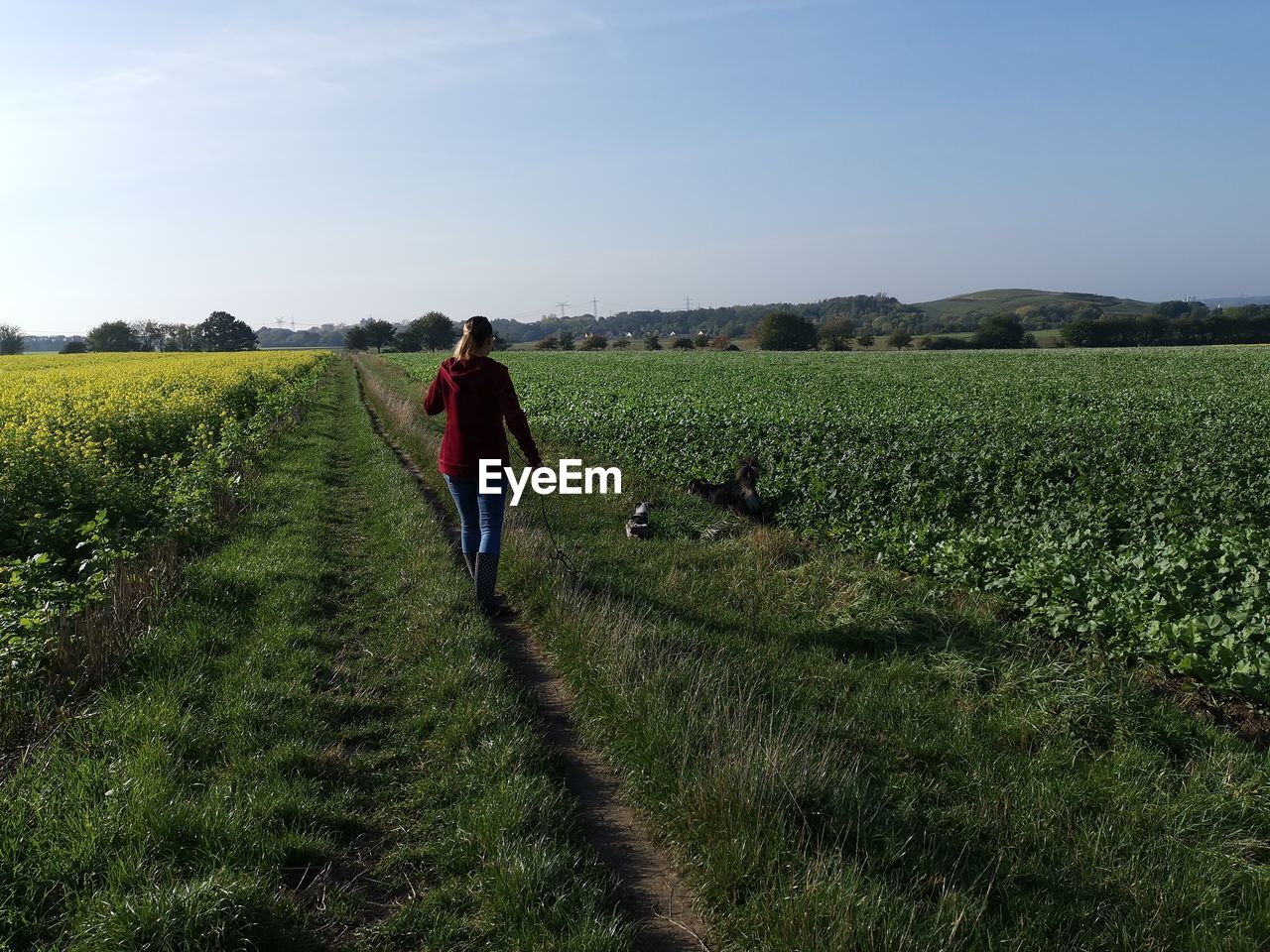 Rear view of woman walking with dogs on land