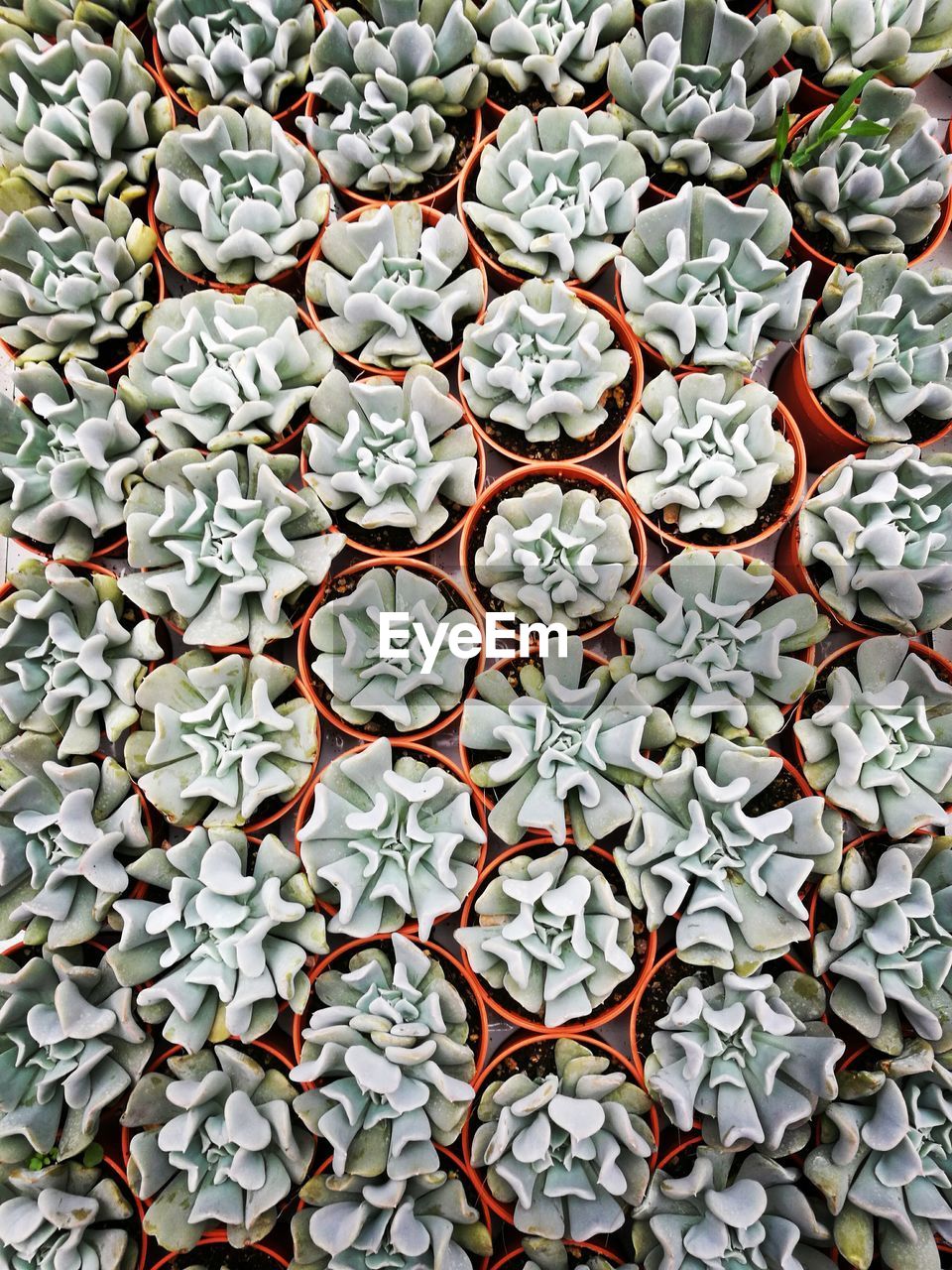 Directly above shot of succulent plant at nursery