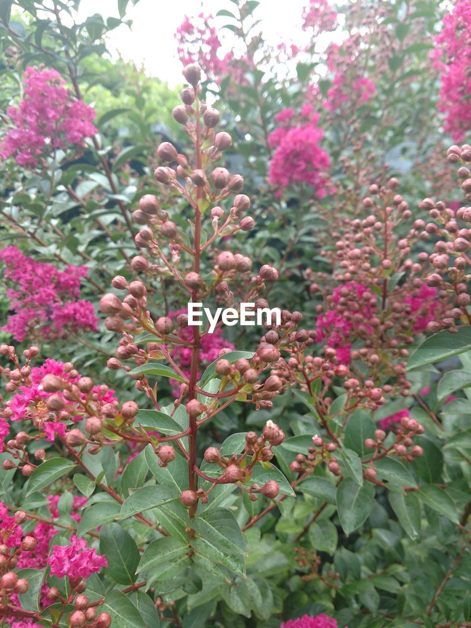 CLOSE-UP OF PINK FLOWERING PLANTS