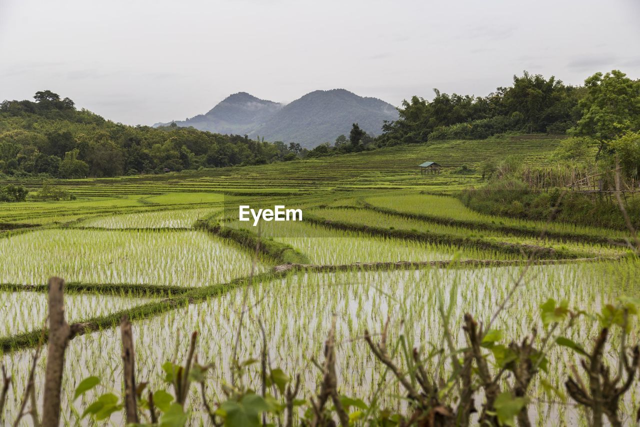 Scenic view of rice field against sky