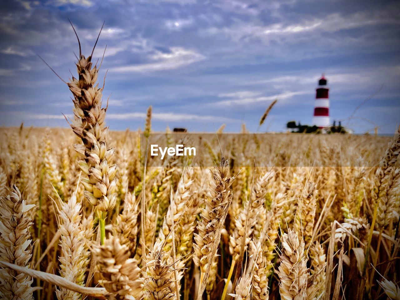 WHEAT CROP IN FIELD