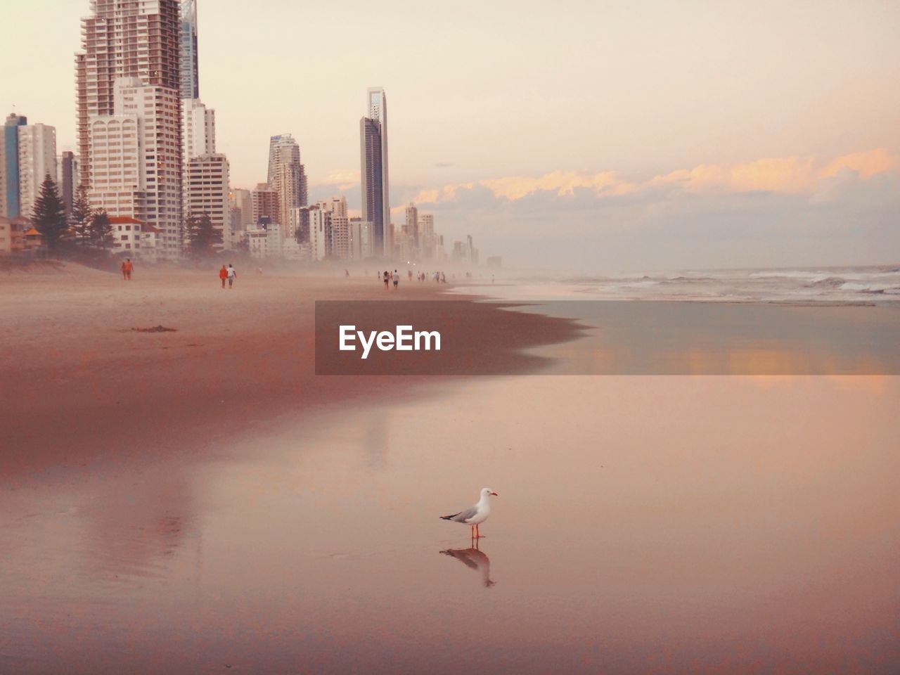 Seagull perching on shore at beach against sky