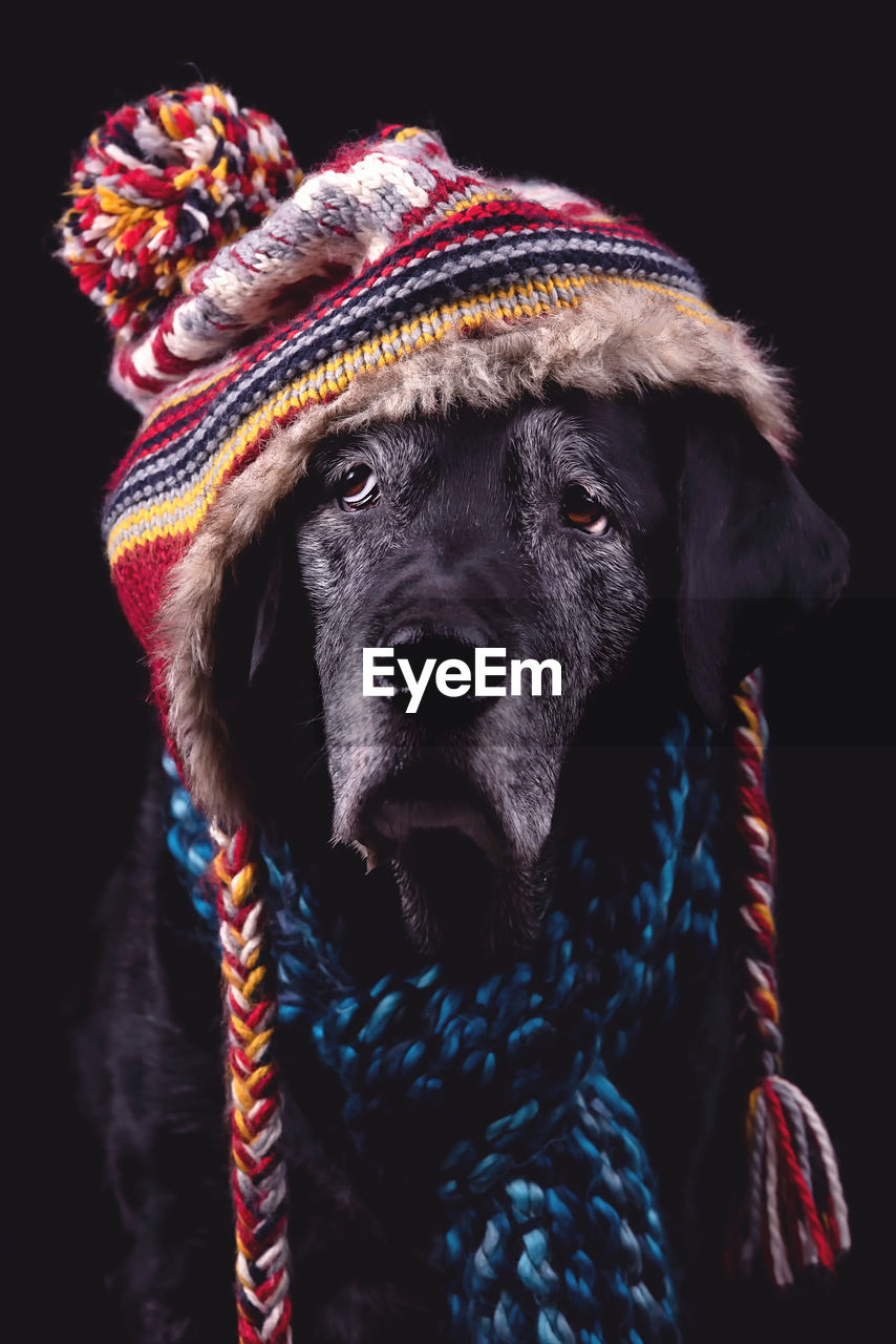 Old black labrador in a hat and scarf