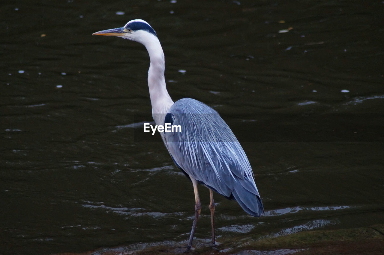 Reiher am Main Herons Animal Themes Animal Wildlife Animals In The Wild Beauty In Nature Bird Close-up Crane - Bird Day Gray Heron Heron Lake Nature No People One Animal Outdoors Reiher Water