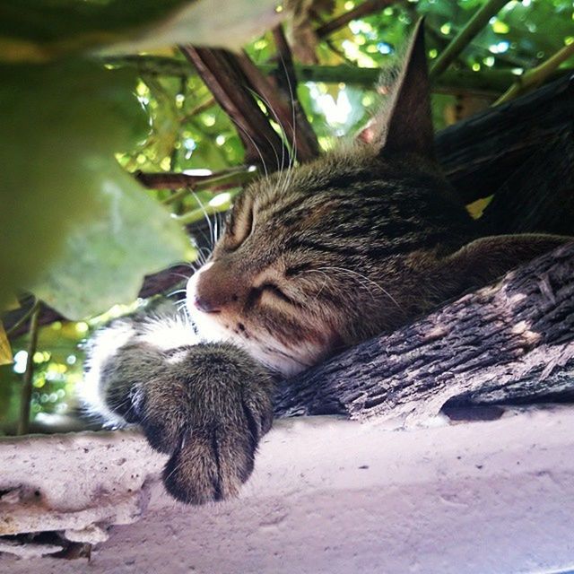 animal, animal themes, mammal, one animal, cat, relaxation, feline, tree, pet, domestic animals, nature, no people, domestic cat, wildlife, animal wildlife, plant, sleeping, resting, day, whiskers, eyes closed, outdoors, lying down, carnivore