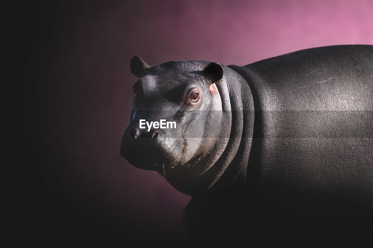 Close-up of hippo looking away against black background
