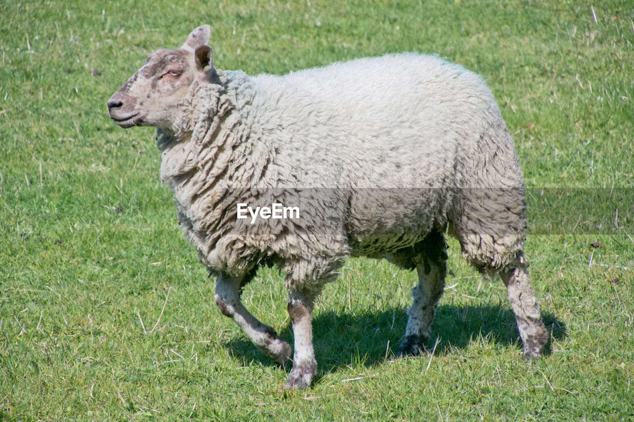 Stocky sheep walking on grass