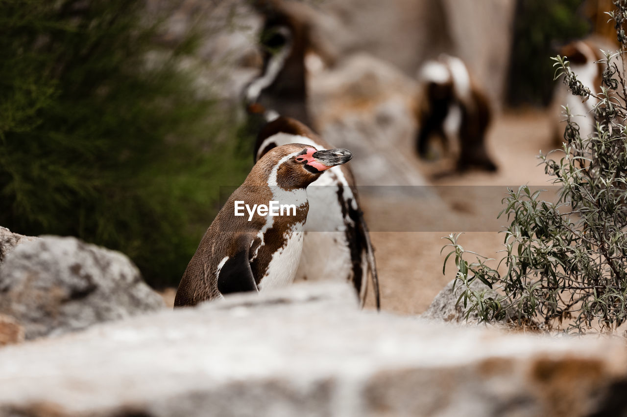 animal themes, animal, bird, animal wildlife, wildlife, nature, group of animals, selective focus, no people, penguin, outdoors, tree, beak, plant, rock