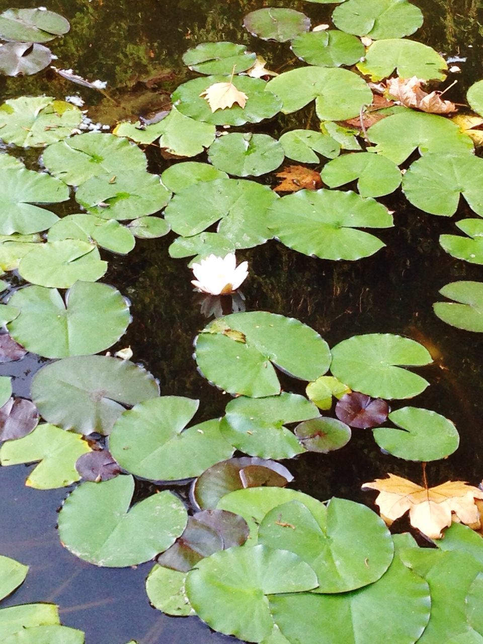 Leaves floating on water