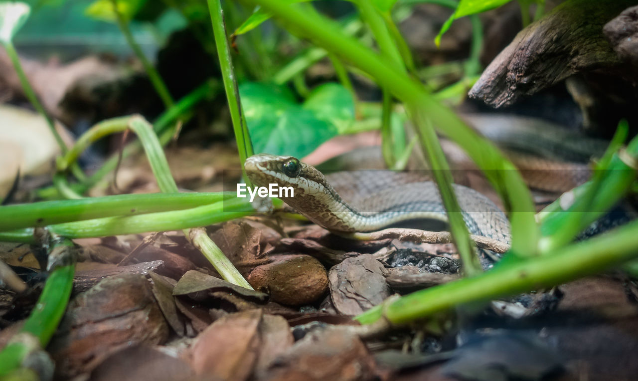 animal themes, animal, animal wildlife, reptile, wildlife, one animal, nature, plant, lizard, green, wall lizard, tree, no people, jungle, land, selective focus, environment, forest, snake, plant part, leaf, outdoors, animal body part, day, close-up