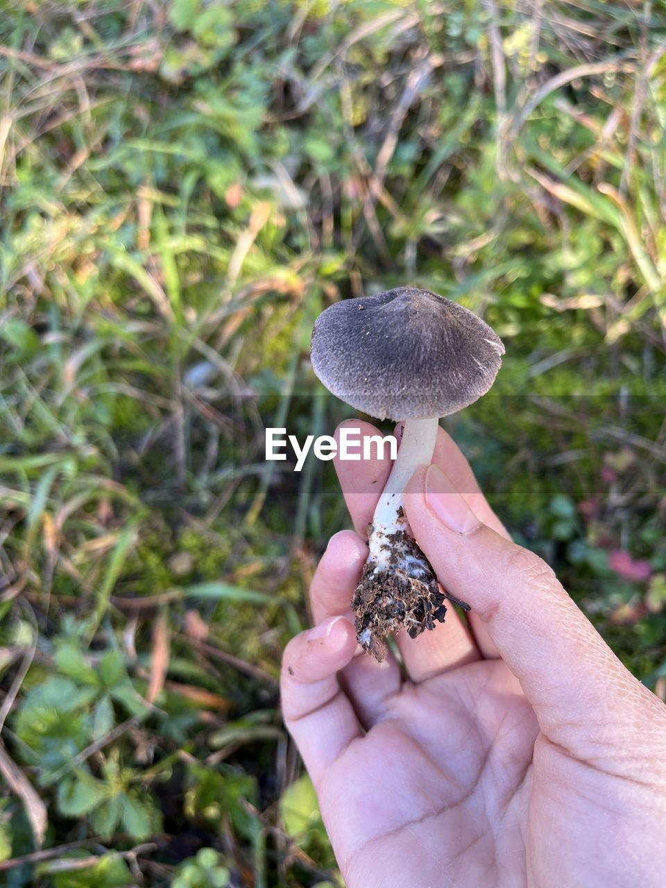 hand, plant, holding, mushroom, one person, fungus, nature, growth, land, grass, day, food, soil, close-up, vegetable, focus on foreground, outdoors, adult, high angle view, woodland, forest, edible mushroom, leaf, field, food and drink, lifestyles