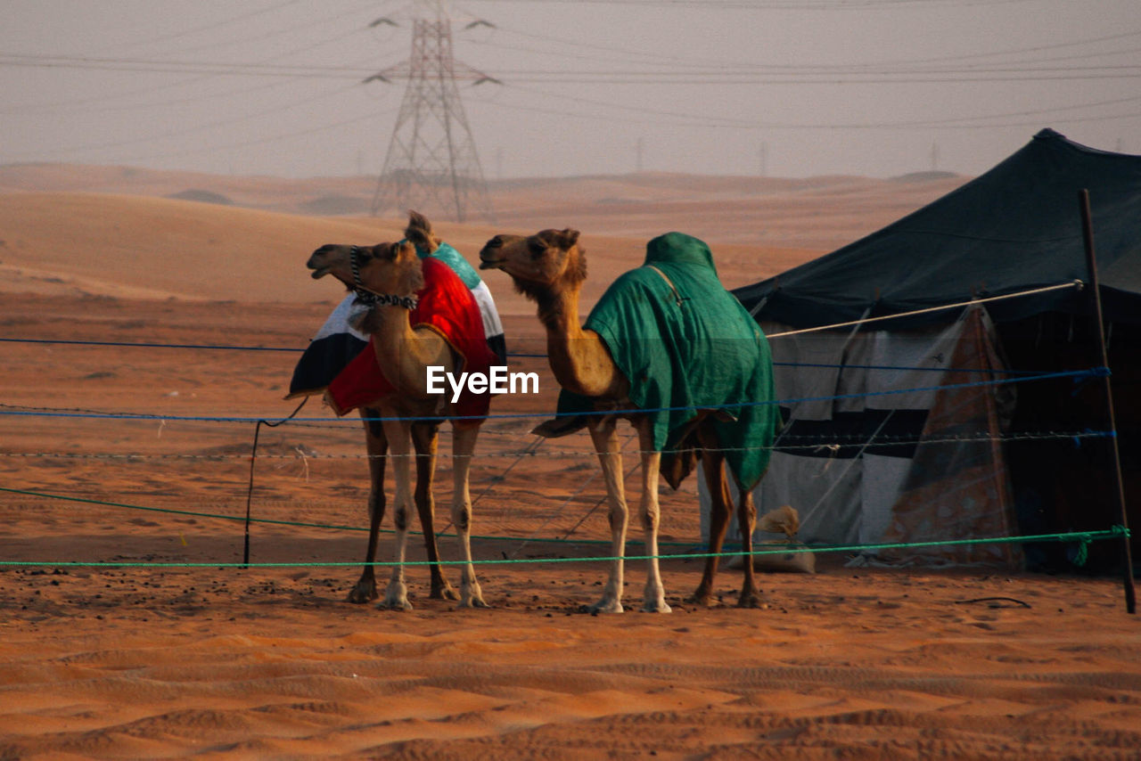 Camels standing on desert against sky