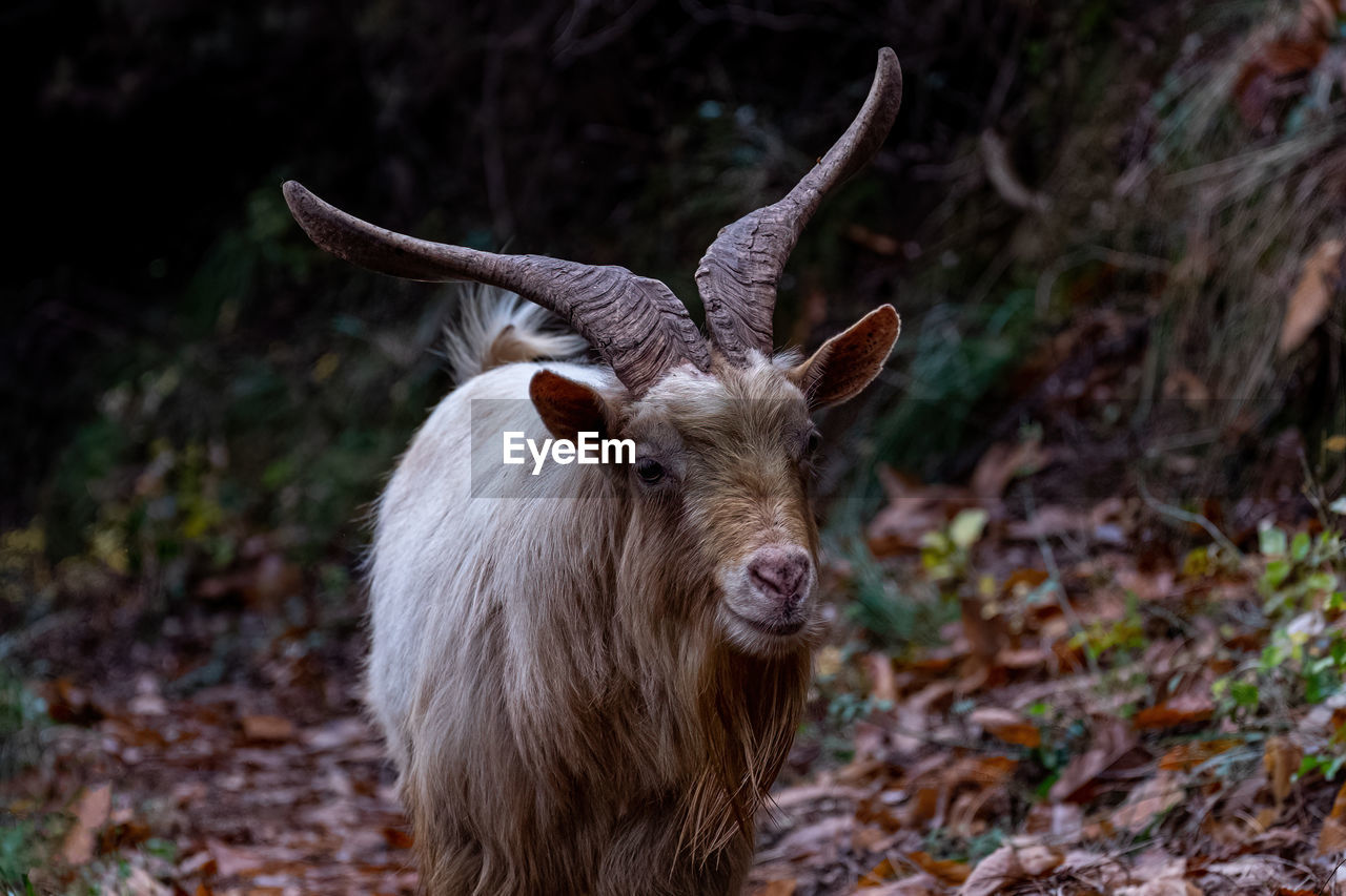 Wild goats of the portofino mountain