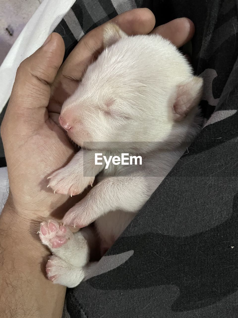 animal themes, animal, mammal, pet, one animal, domestic animals, relaxation, sleeping, nose, puppy, hand, young animal, cat, indoors, dog, lying down, cute, canine, animal body part, eyes closed, resting, high angle view, lap dog, limb, paw