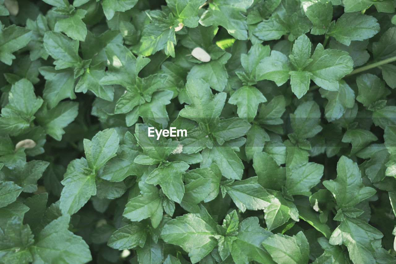 Full frame shot of fresh green leaves