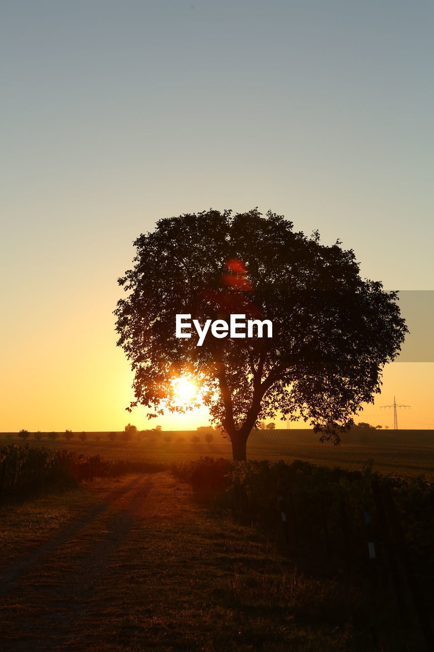 TREE AGAINST CLEAR SKY DURING SUNSET