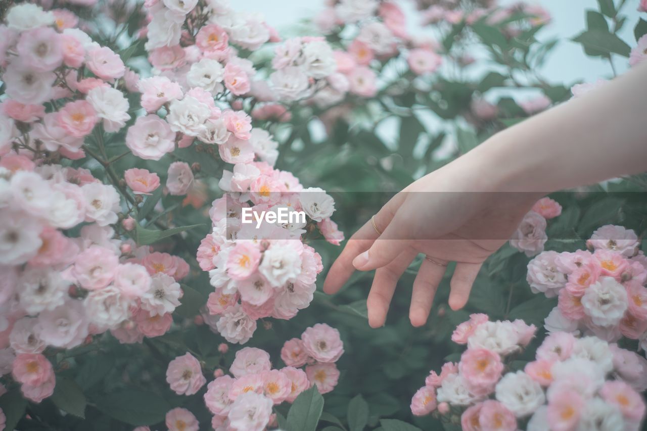 Cropped hand of woman touching flowers growing on plants at park