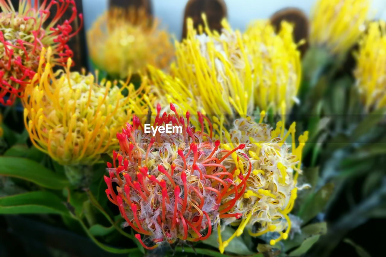 CLOSE-UP OF FLOWERS AND LEAVES