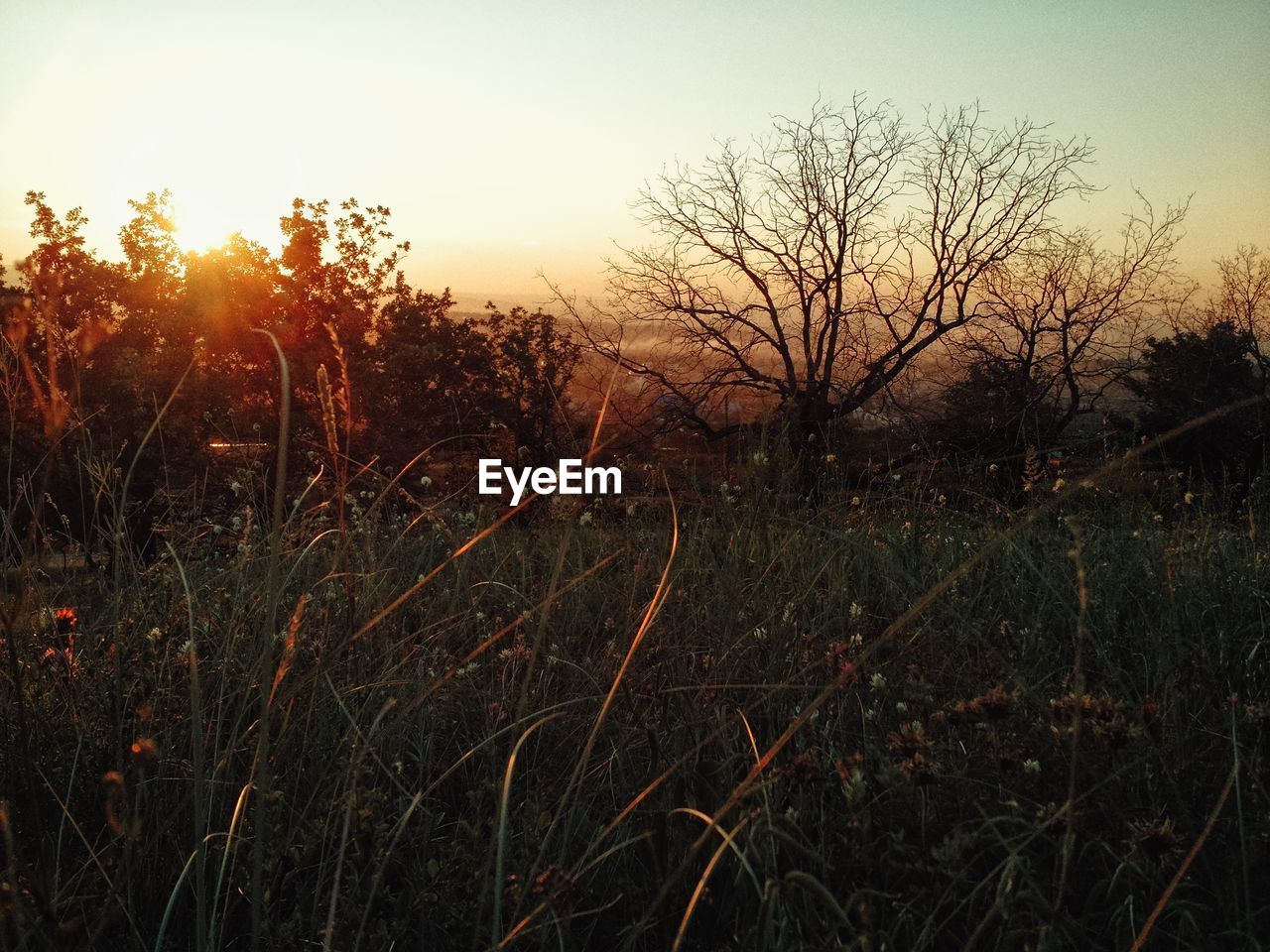 Scenic view of field against sky at sunset