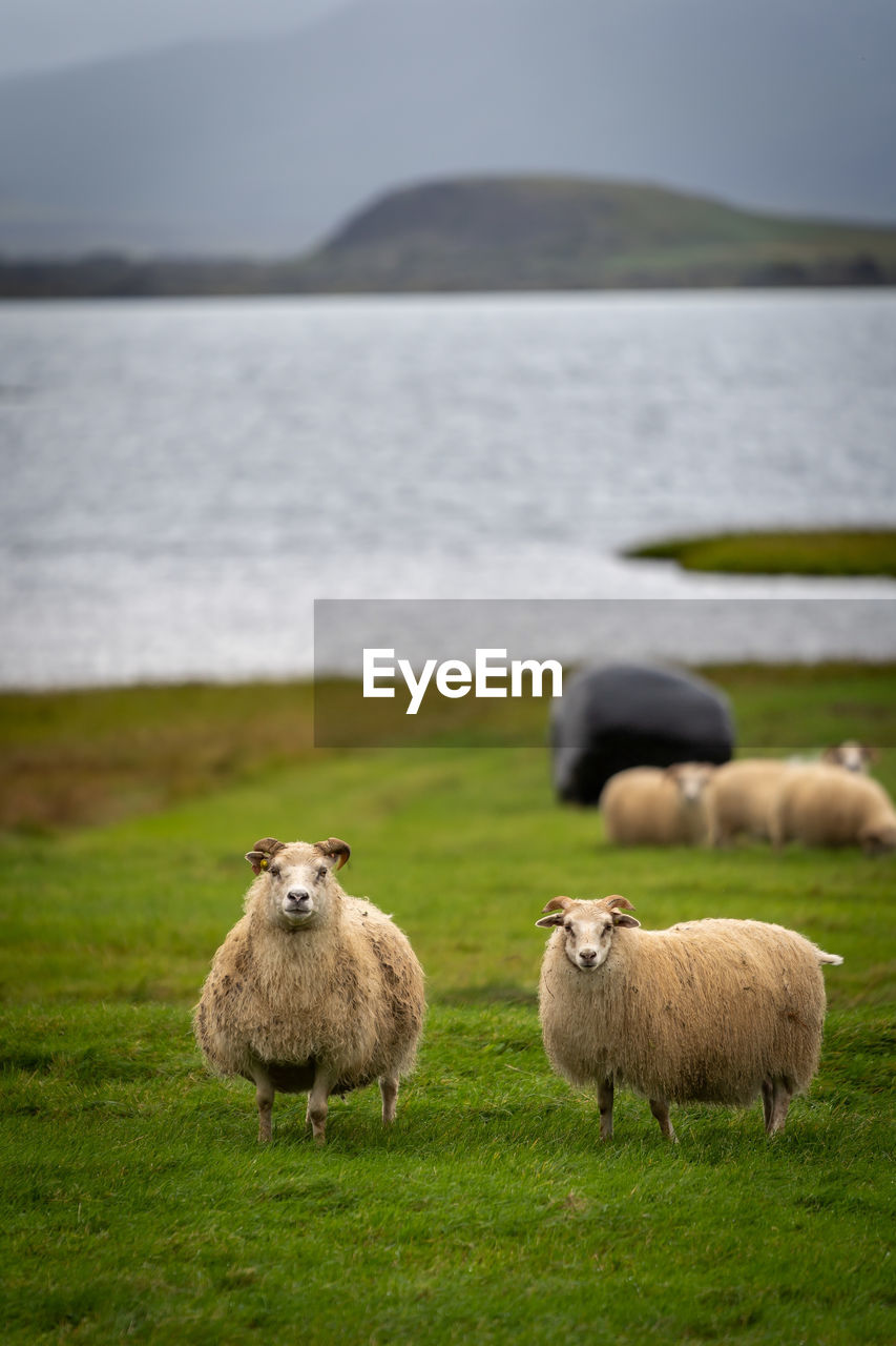 Sheep grazing in lake