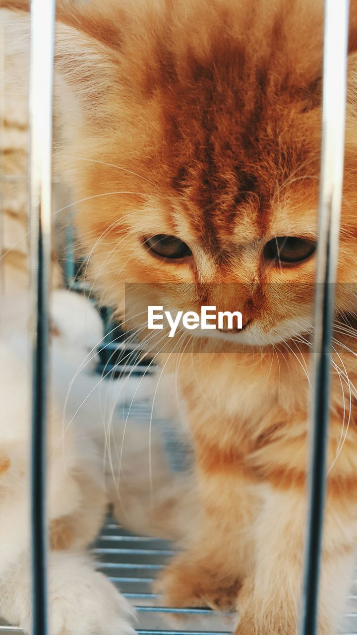 Close-up of kittens in cage