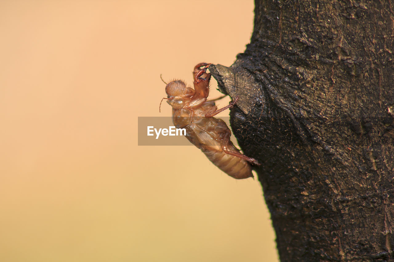 CLOSE-UP OF INSECT ON TREE TRUNK AGAINST THE SKY
