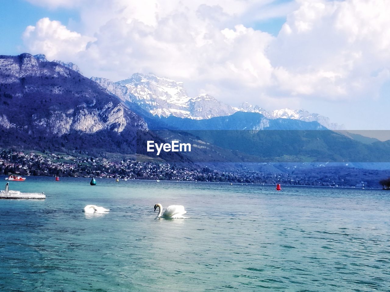 SWANS ON SEA AGAINST MOUNTAINS