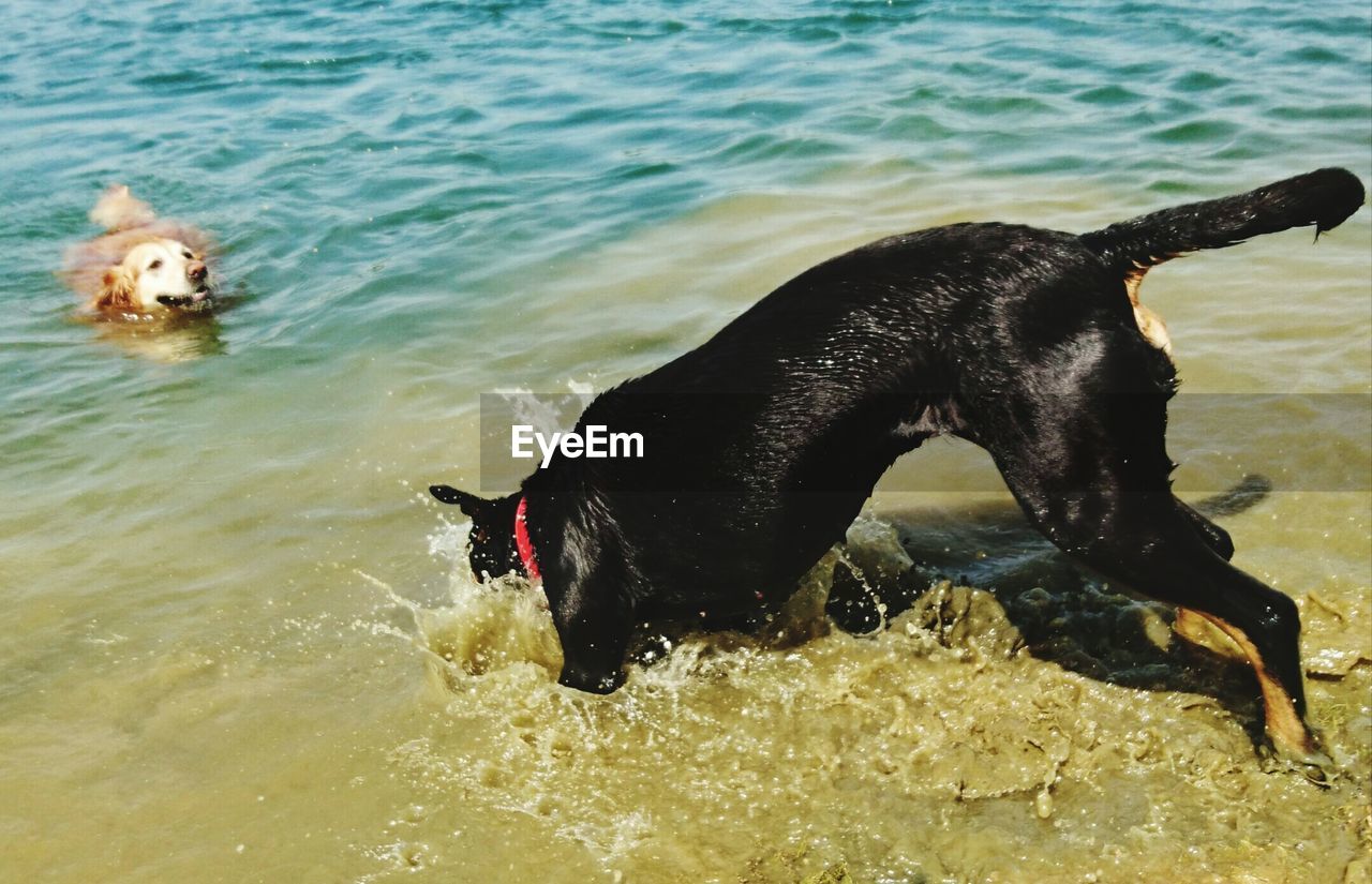 Black dog in sea