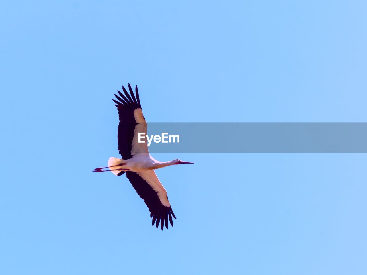 LOW ANGLE VIEW OF BIRD FLYING IN SKY