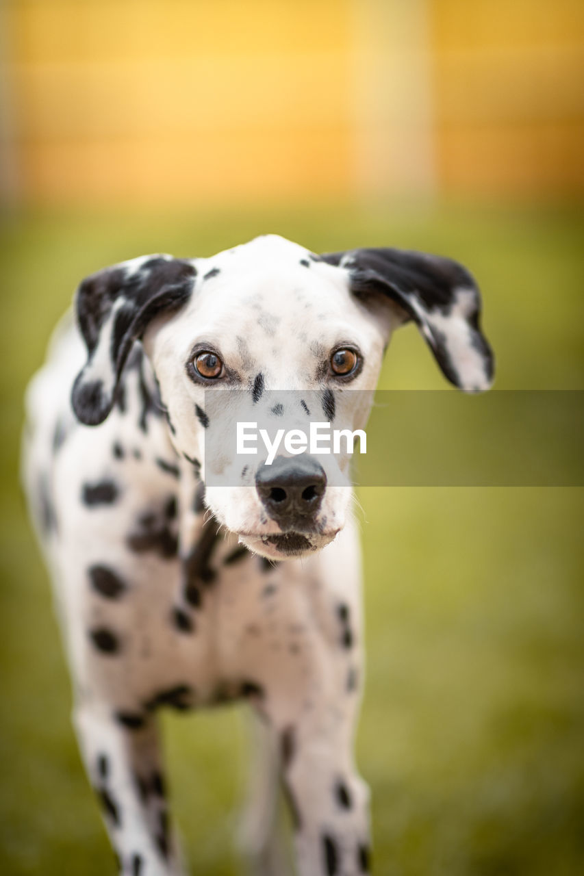 Close-up portrait of a dog